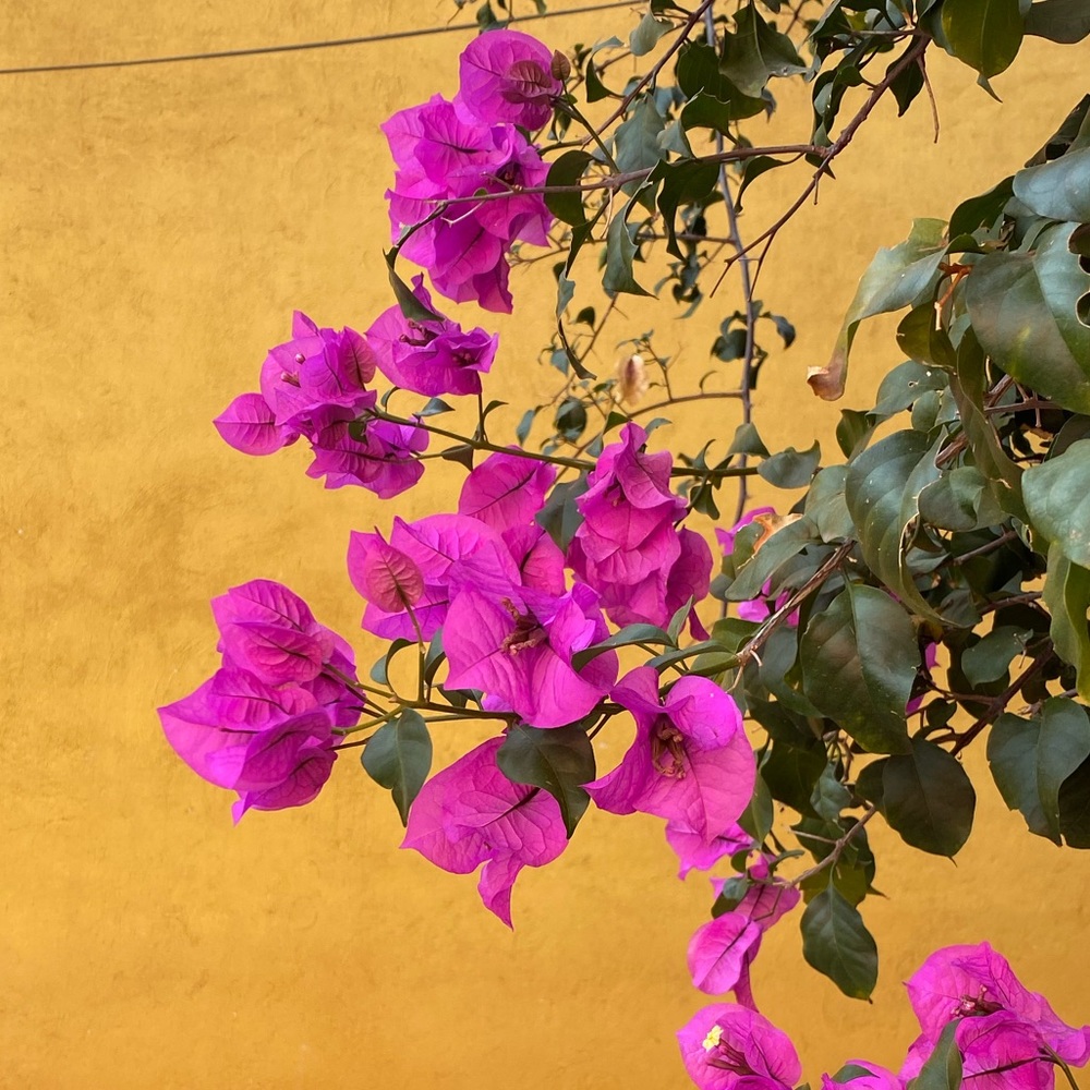 Meet your Posher, Wilhelmina